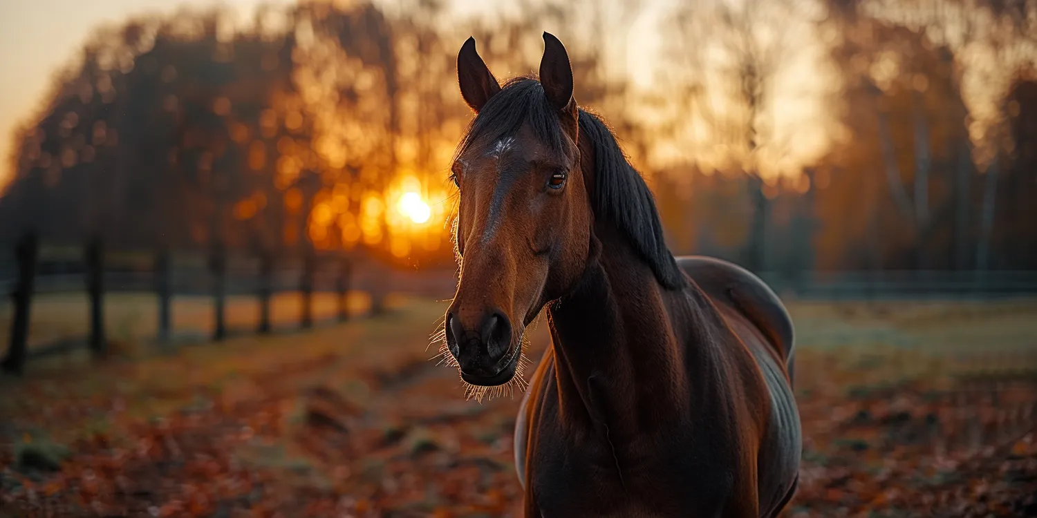 Ile trwa spalenie zwłok w krematorium dla zwierząt?